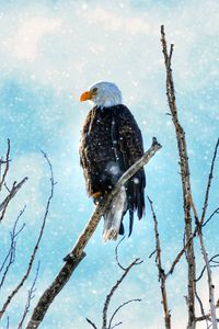 Preview wallpaper eagle, bird, predator, branch, tree, snow