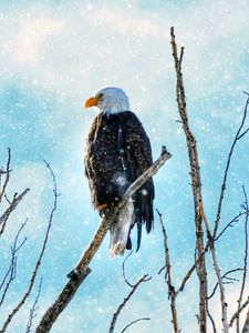 Preview wallpaper eagle, bird, predator, branch, tree, snow