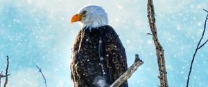 Preview wallpaper eagle, bird, predator, branch, tree, snow