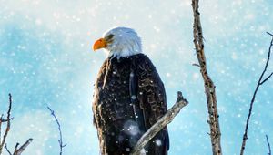 Preview wallpaper eagle, bird, predator, branch, tree, snow