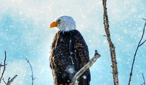 Preview wallpaper eagle, bird, predator, branch, tree, snow