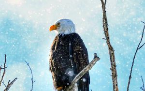 Preview wallpaper eagle, bird, predator, branch, tree, snow