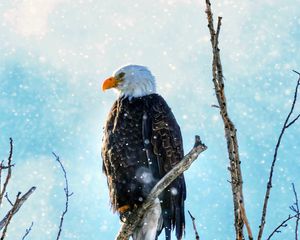 Preview wallpaper eagle, bird, predator, branch, tree, snow