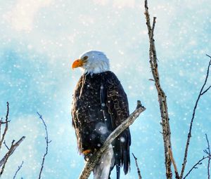 Preview wallpaper eagle, bird, predator, branch, tree, snow