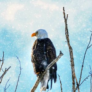 Preview wallpaper eagle, bird, predator, branch, tree, snow