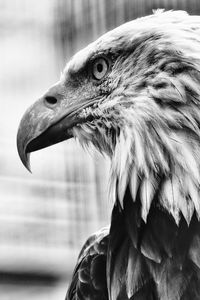 Preview wallpaper eagle, bird, predator, bw