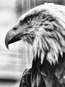 Preview wallpaper eagle, bird, predator, bw