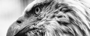 Preview wallpaper eagle, bird, predator, bw