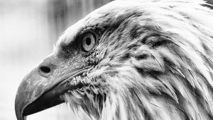 Preview wallpaper eagle, bird, predator, bw