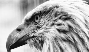 Preview wallpaper eagle, bird, predator, bw