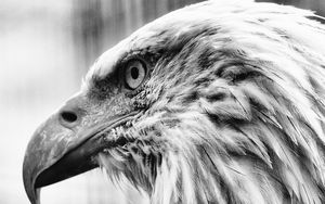 Preview wallpaper eagle, bird, predator, bw