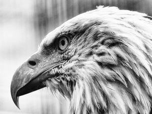 Preview wallpaper eagle, bird, predator, bw