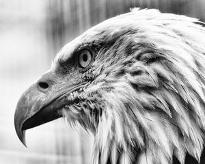 Preview wallpaper eagle, bird, predator, bw