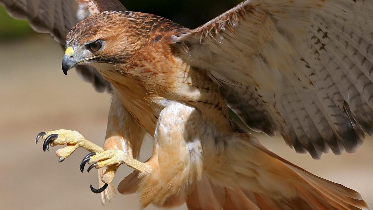 Wallpaper eagle, bird, predator, flight, wings, beak