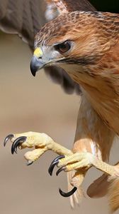 Preview wallpaper eagle, bird, predator, flight, wings, beak