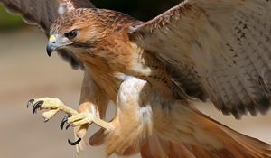 Preview wallpaper eagle, bird, predator, flight, wings, beak