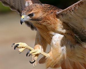 Preview wallpaper eagle, bird, predator, flight, wings, beak