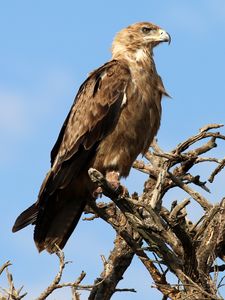 Preview wallpaper eagle, bird, predator, tree, branches, wildlife