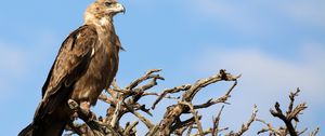 Preview wallpaper eagle, bird, predator, tree, branches, wildlife