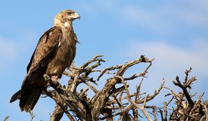 Preview wallpaper eagle, bird, predator, tree, branches, wildlife