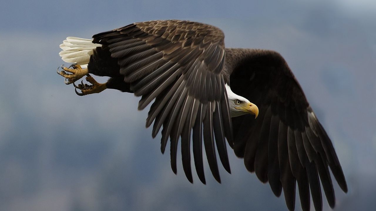 Wallpaper eagle, bird, predator, sky, swing
