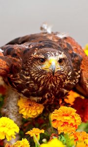 Preview wallpaper eagle, bird, predator, wings, flowers