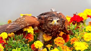 Preview wallpaper eagle, bird, predator, wings, flowers