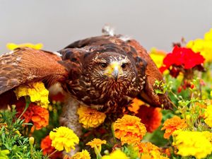 Preview wallpaper eagle, bird, predator, wings, flowers