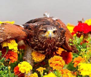 Preview wallpaper eagle, bird, predator, wings, flowers