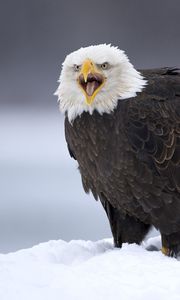 Preview wallpaper eagle, bird, predator, feathers, snow