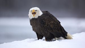 Preview wallpaper eagle, bird, predator, feathers, snow