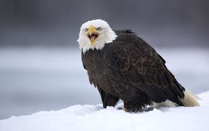 Preview wallpaper eagle, bird, predator, feathers, snow