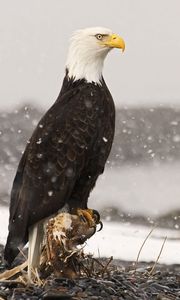 Preview wallpaper eagle, bird, predator, sea, stones, sit