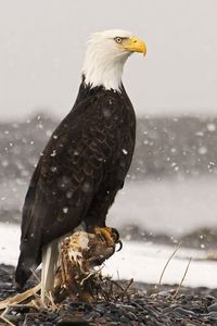 Preview wallpaper eagle, bird, predator, sea, stones, sit