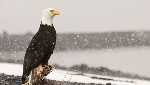 Preview wallpaper eagle, bird, predator, sea, stones, sit