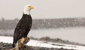 Preview wallpaper eagle, bird, predator, sea, stones, sit