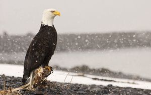 Preview wallpaper eagle, bird, predator, sea, stones, sit