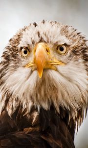 Preview wallpaper eagle, bird, predator