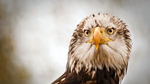 Preview wallpaper eagle, bird, predator