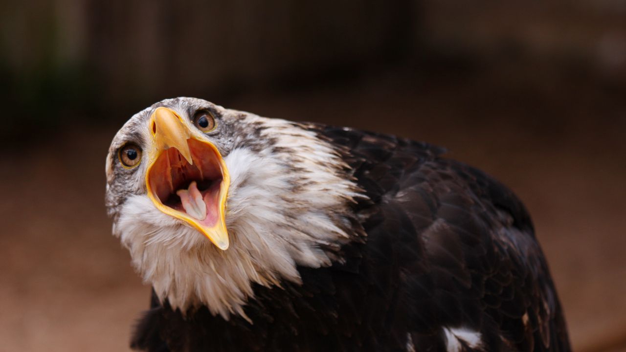 Wallpaper eagle, bird, predator, open mouth