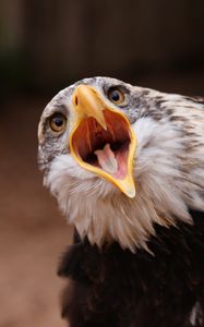 Preview wallpaper eagle, bird, predator, open mouth