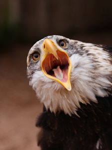 Preview wallpaper eagle, bird, predator, open mouth