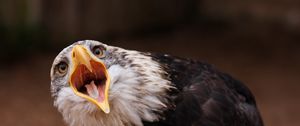 Preview wallpaper eagle, bird, predator, open mouth