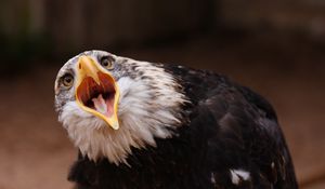 Preview wallpaper eagle, bird, predator, open mouth