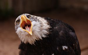 Preview wallpaper eagle, bird, predator, open mouth