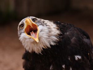 Preview wallpaper eagle, bird, predator, open mouth