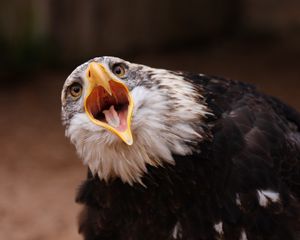 Preview wallpaper eagle, bird, predator, open mouth