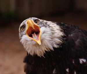 Preview wallpaper eagle, bird, predator, open mouth