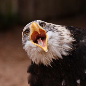 Preview wallpaper eagle, bird, predator, open mouth