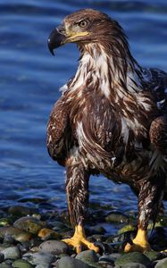 Preview wallpaper eagle, bird, predator, rocks, sea, beach